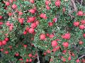 Rockspray Cotoneaster / Cotoneaster horizontalis